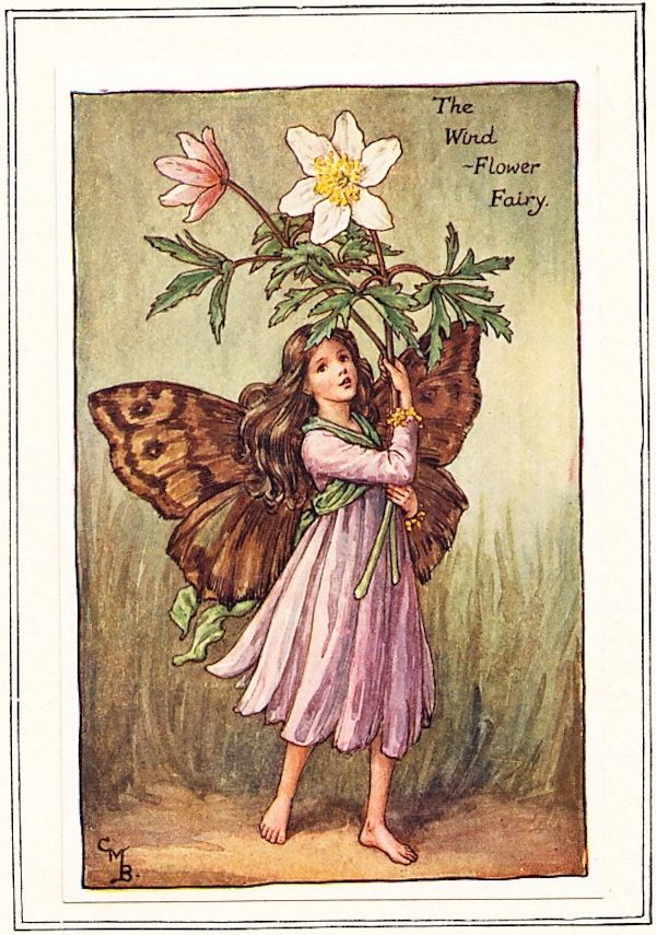 Spring Flower Fairies Cicely Mary Barker 1923 1st Edition 12 Colour